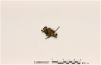 藏品(島衣屬)的圖片